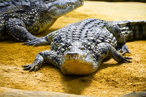 Gruppe von Alligatoren liegt im Sand — Stockfoto