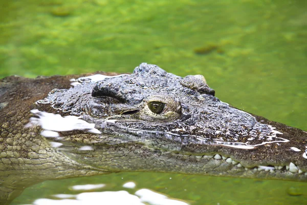 Alligator jacht in de rivieren van Afrika — Stockfoto
