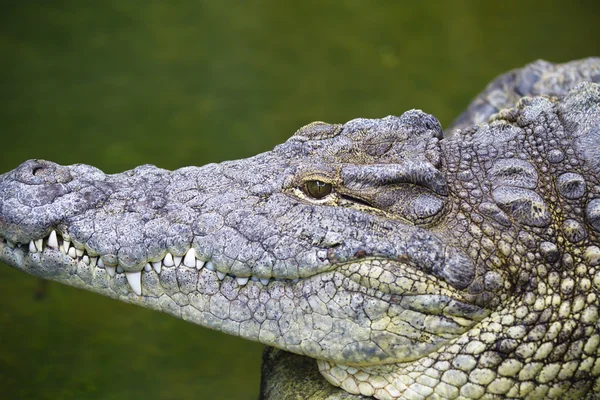 Alligator tot op de grond — Stockfoto