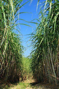 Sugarcane plantation clipart