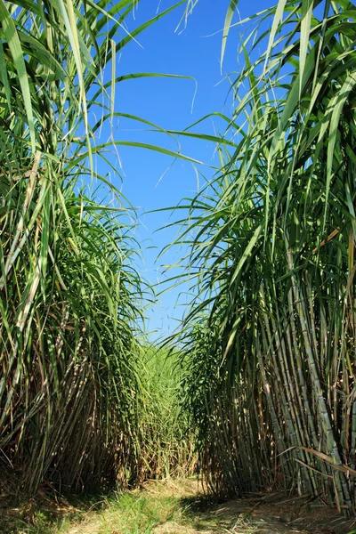 Sockerrör plantage — Stockfoto