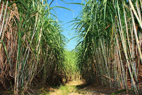 Plantação de cana-de-açúcar — Fotografia de Stock
