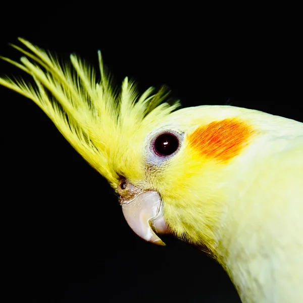 Yellow cockatiel head across Stock Image