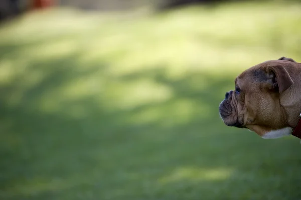 Boksör Köpek