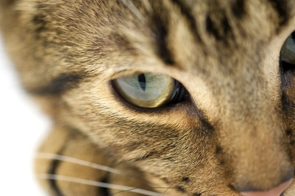 stock image Cat close-up