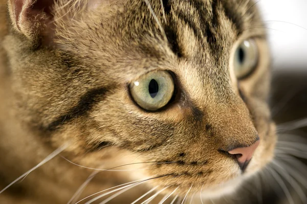 stock image Cat close-up