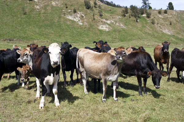 Yeni Zelanda süt sürüsü