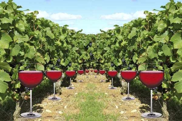Verres à vin — Stock Photo, Image