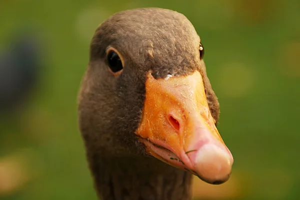 O pato. — Fotografia de Stock