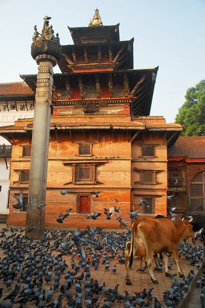 The temple and the holy cow in Kathmandu, Nepal — Stock Photo, Image