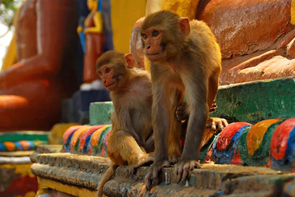 Πίθηκοι στο swaymabhunath (ο ναός της μαϊμούς) στο Κατμαντού, Νεπάλ Εικόνα Αρχείου