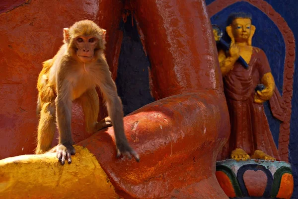 Una scimmia a Swaymabhunath (Tempio delle Scimmie) a Kathmandu, Nepal Immagini Stock Royalty Free