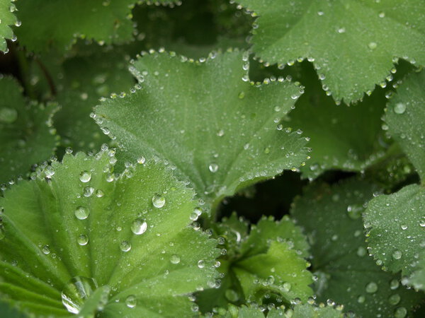 Мантия Лэдис
