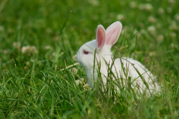 stock image White rabbit on a green lawn