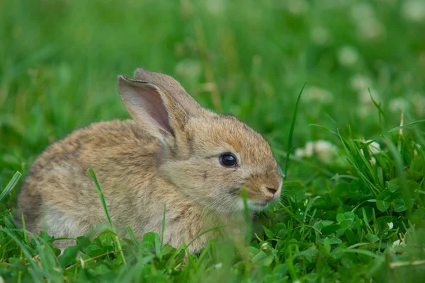 stock image Gray rabbit on a green lawn
