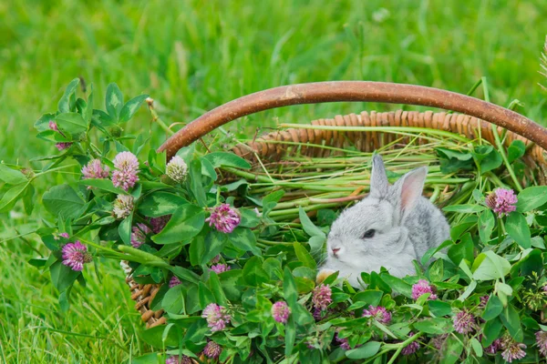 Šedý králík sedí v koši Stock Obrázky