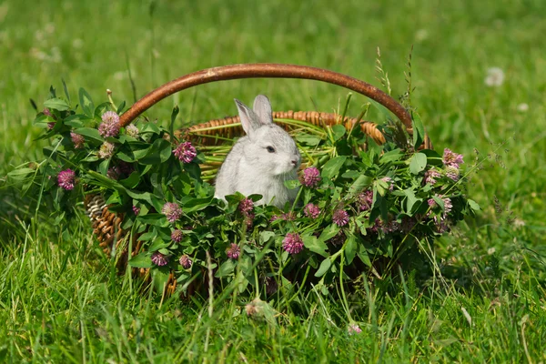 Šedý králík sedí v koši Stock Snímky