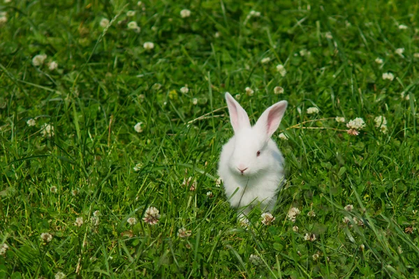 stock image White rabbit on a green lawn