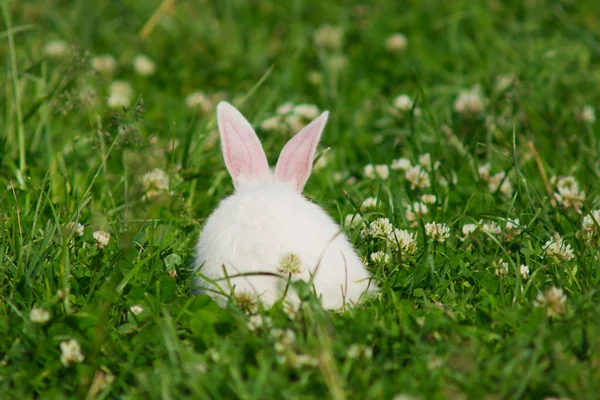 conejo blanco en un césped verde