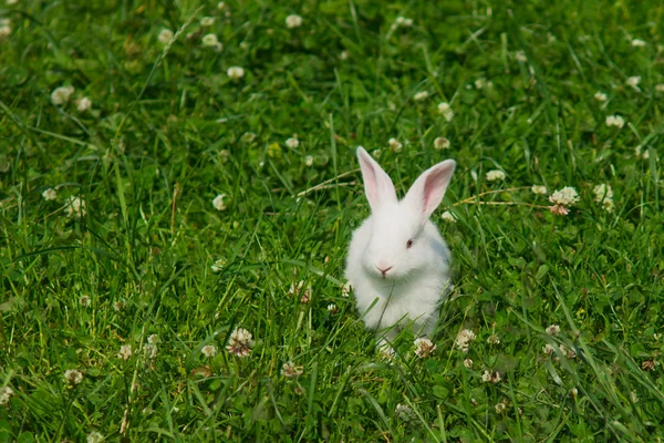 Bílý králík na zeleném trávníku Royalty Free Stock Fotografie