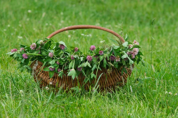 stock image Basket of green clover