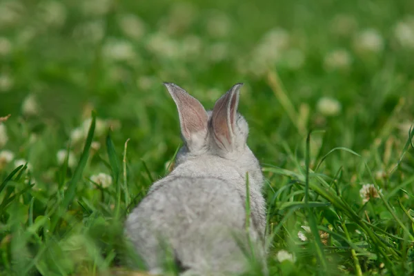 Lapin gris sur une pelouse verte — Photo