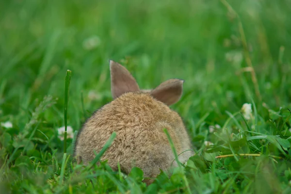 Серый кролик на зеленой лужайке — стоковое фото