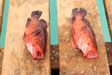 cape verde taze balık