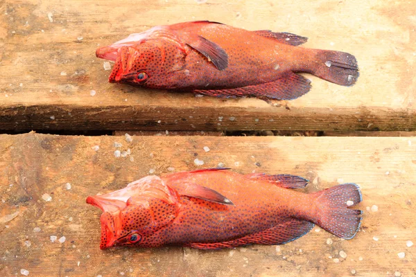 Риба свіжа на мисі Верде — стокове фото