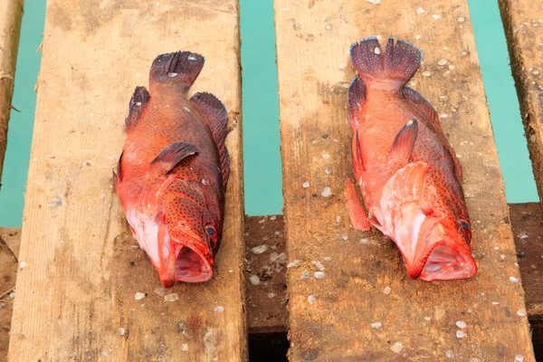 stock image Fish fresh in cape verde