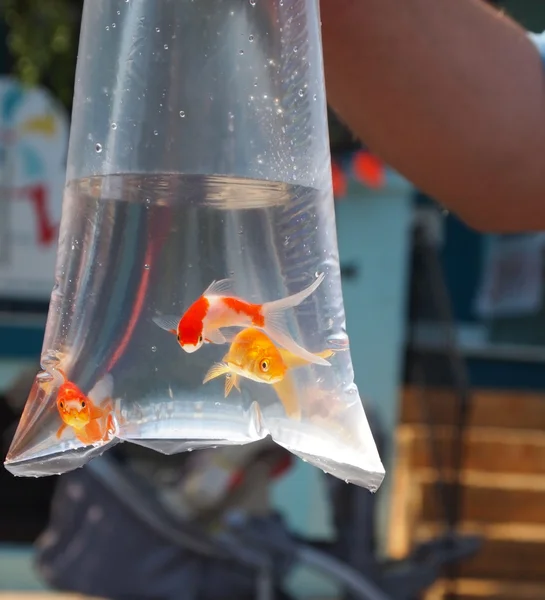 Goldfish Prize In Bag Royalty Free Stock Images