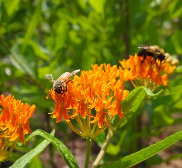 Les abeilles sur les fleurs d'asclépiade papillon — Photo