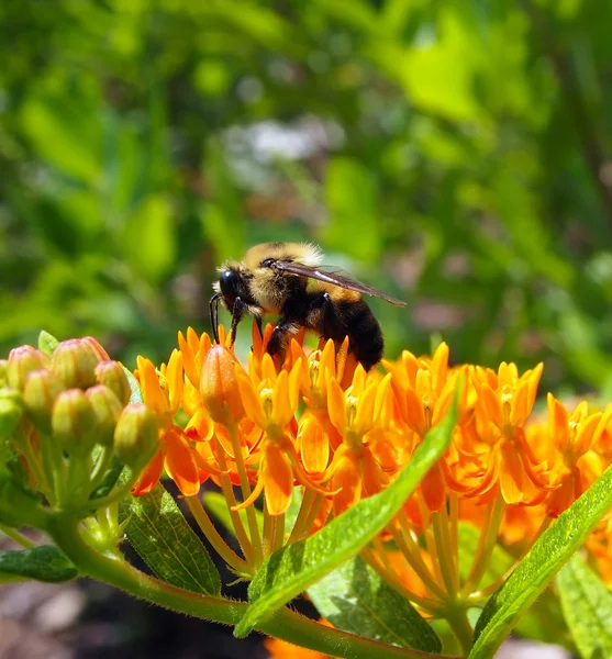 Шмель-пчела на мушке-молочнице — стоковое фото