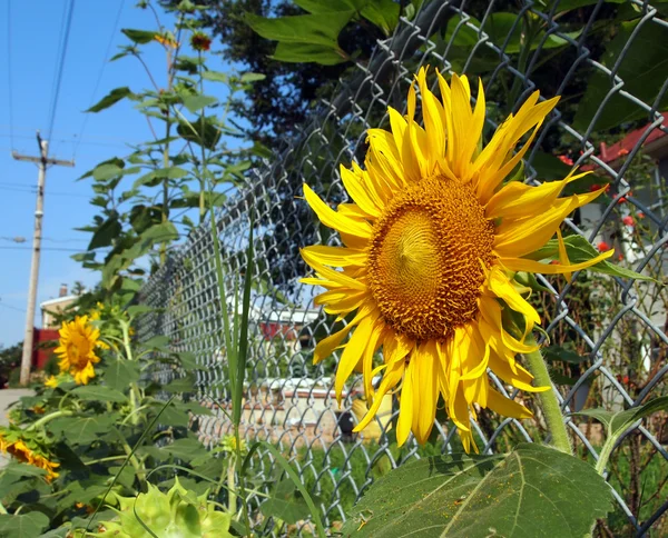 Urban Gardening Sonnenblumen Stockbild