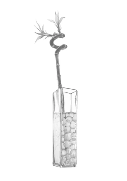 Plantera i ett glas — Stockfoto