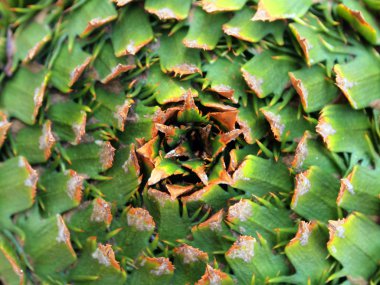 yaprak ten yakın çekim