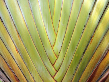 Kabuklu ağaç desen