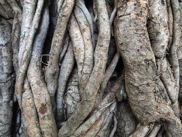 Árbol de raíz —  Fotos de Stock