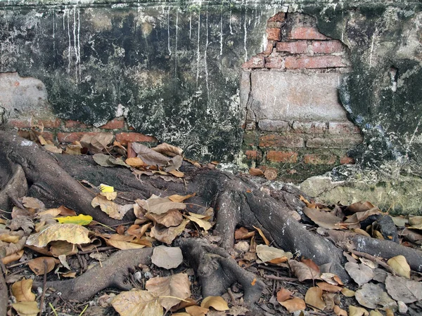 Banyan tree roots overgrown old brick wall — Stock Photo, Image