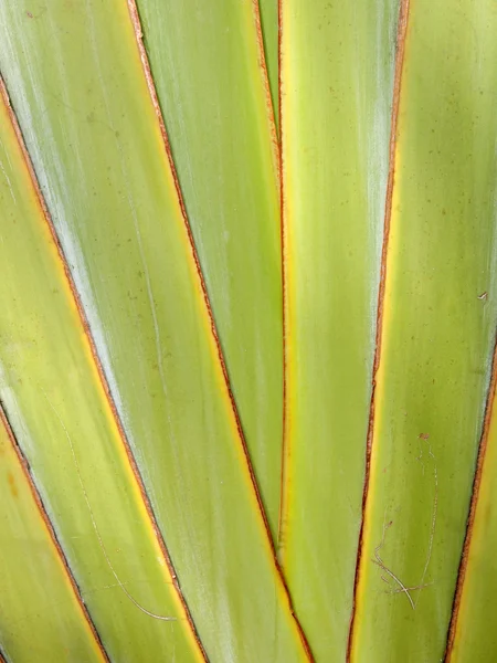 껍질 트리 패턴 — 스톡 사진