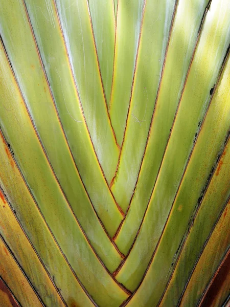 껍질 트리 패턴 — 스톡 사진
