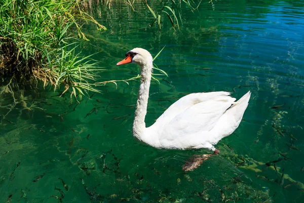 Beautiful Swan Gliding on Transparent Water Surface of Krka Rive — Stock Photo, Image
