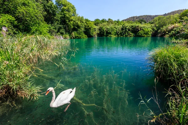 Όμορφο κύκνο ολίσθηση σε διαφανή νερό επιφάνεια του krka rive — Φωτογραφία Αρχείου