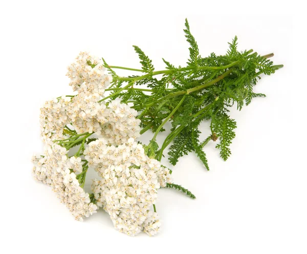 Yarrow herb — Stock Photo, Image