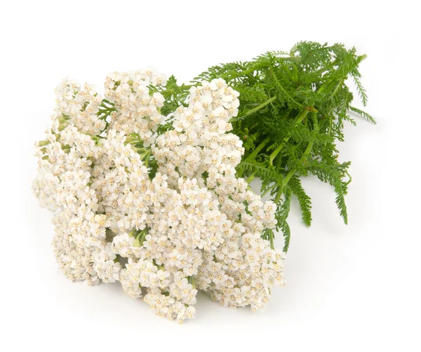 Stock image Yarrow herb