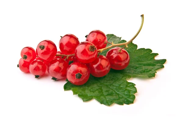 Red currant, isolated on white — Stock Photo, Image