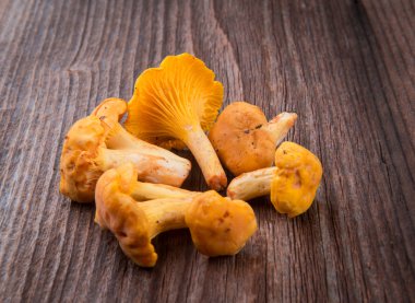 taze chanterelles