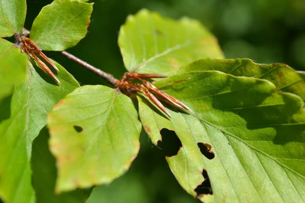 Stock image Leaves of a Beech tree.