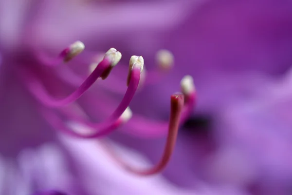 stock image Rhododendron flower.