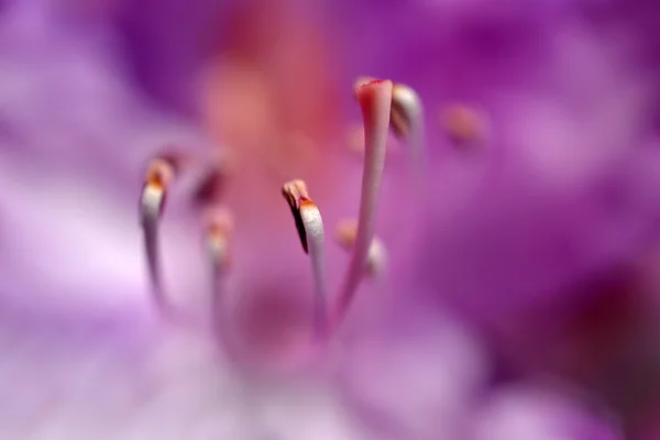 Stock image Rhododendron flower.